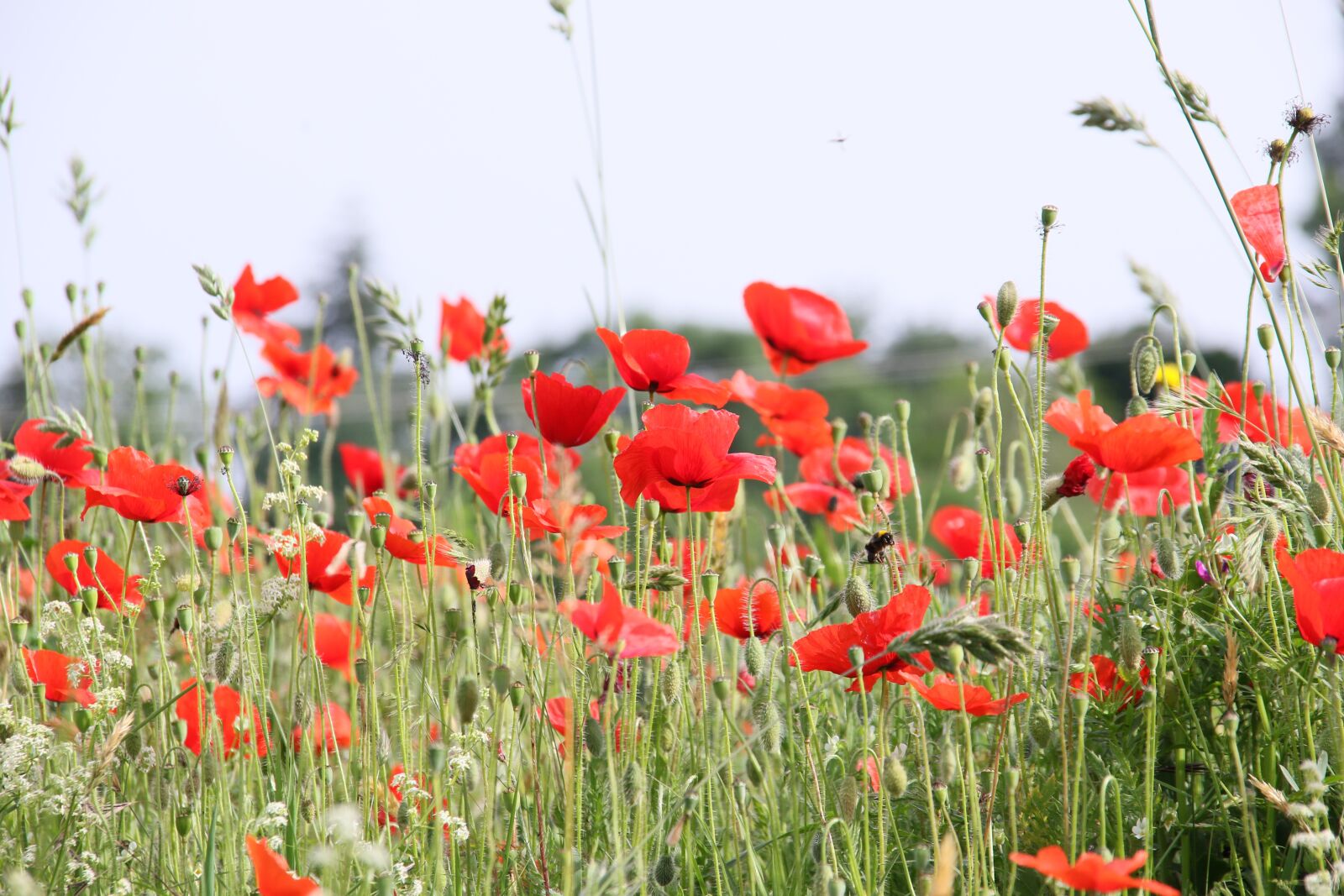 Canon EOS 7D Mark II sample photo. Poppy, flower, nature photography