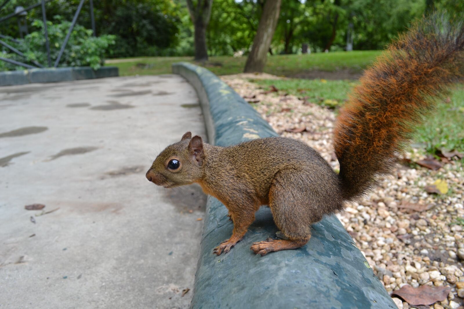 Nikon D3100 sample photo. Squirrel, nature, natural photography