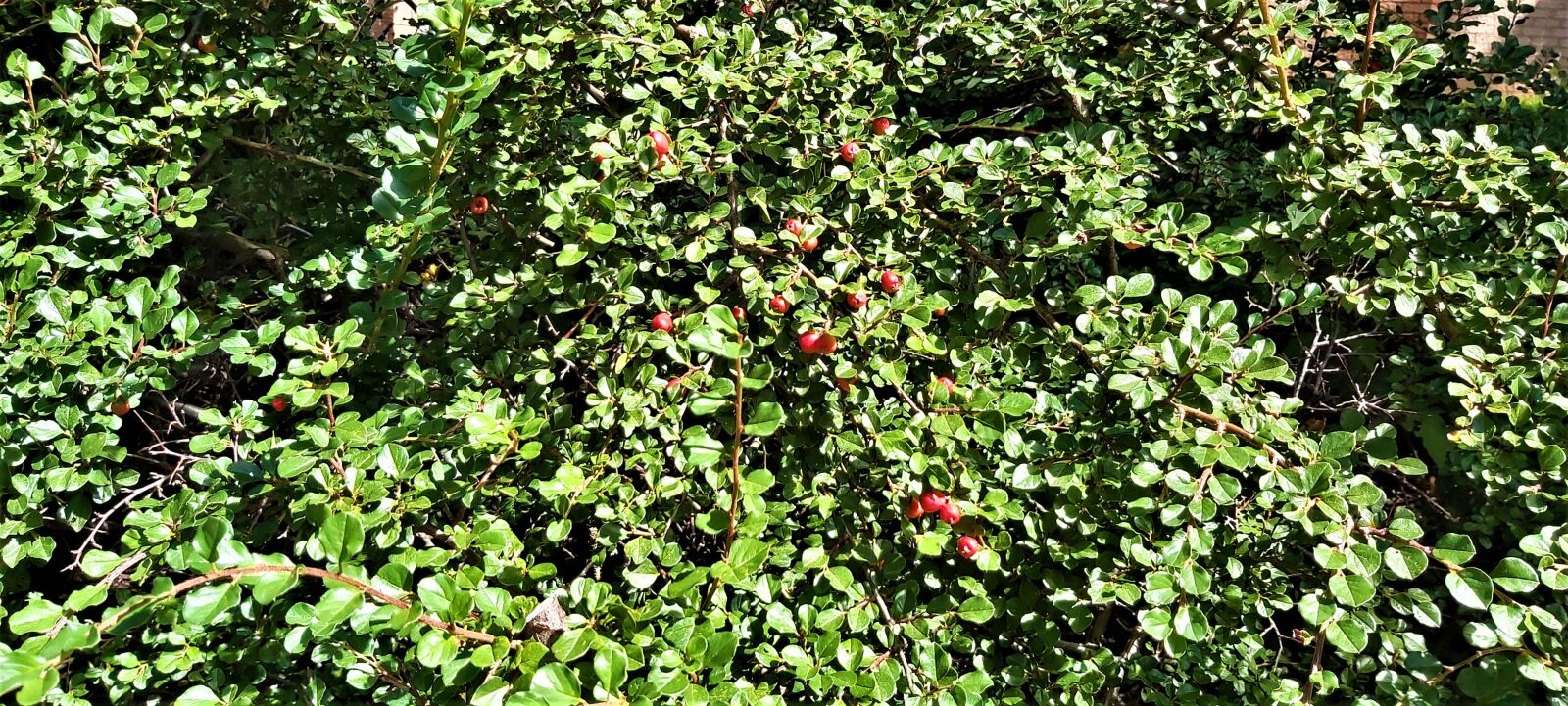 Samsung Galaxy A70 sample photo. Berry, green, natural photography