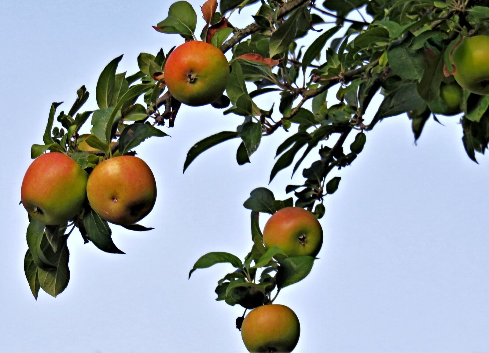 Canon PowerShot SX710 HS sample photo. Tree, apple tree, branch photography