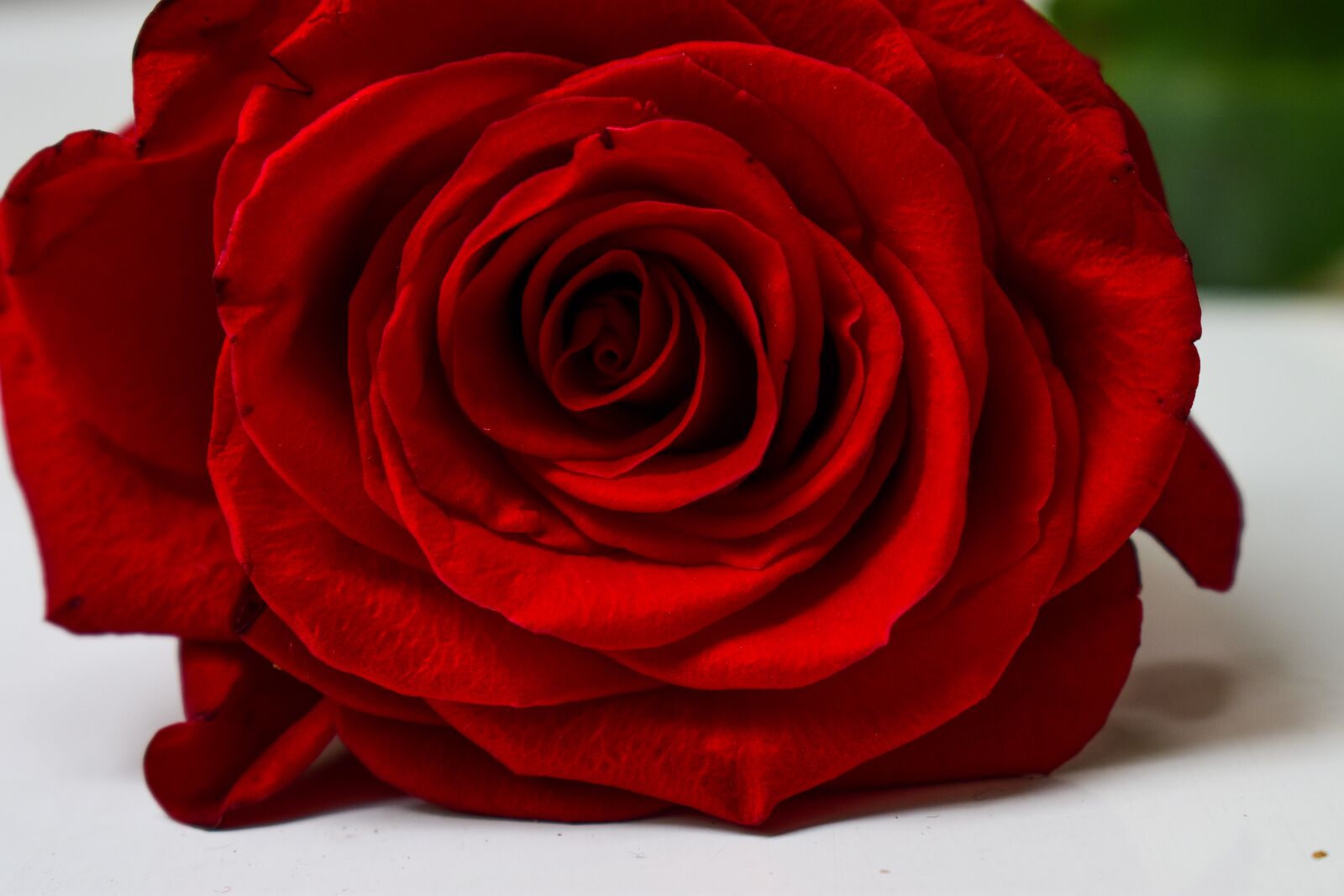 Nikon D3400 sample photo. Rosa, approach, color photography