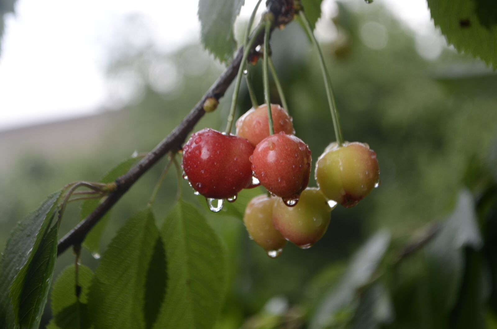 Nikon D7000 sample photo. Cherry, foliage, drops photography