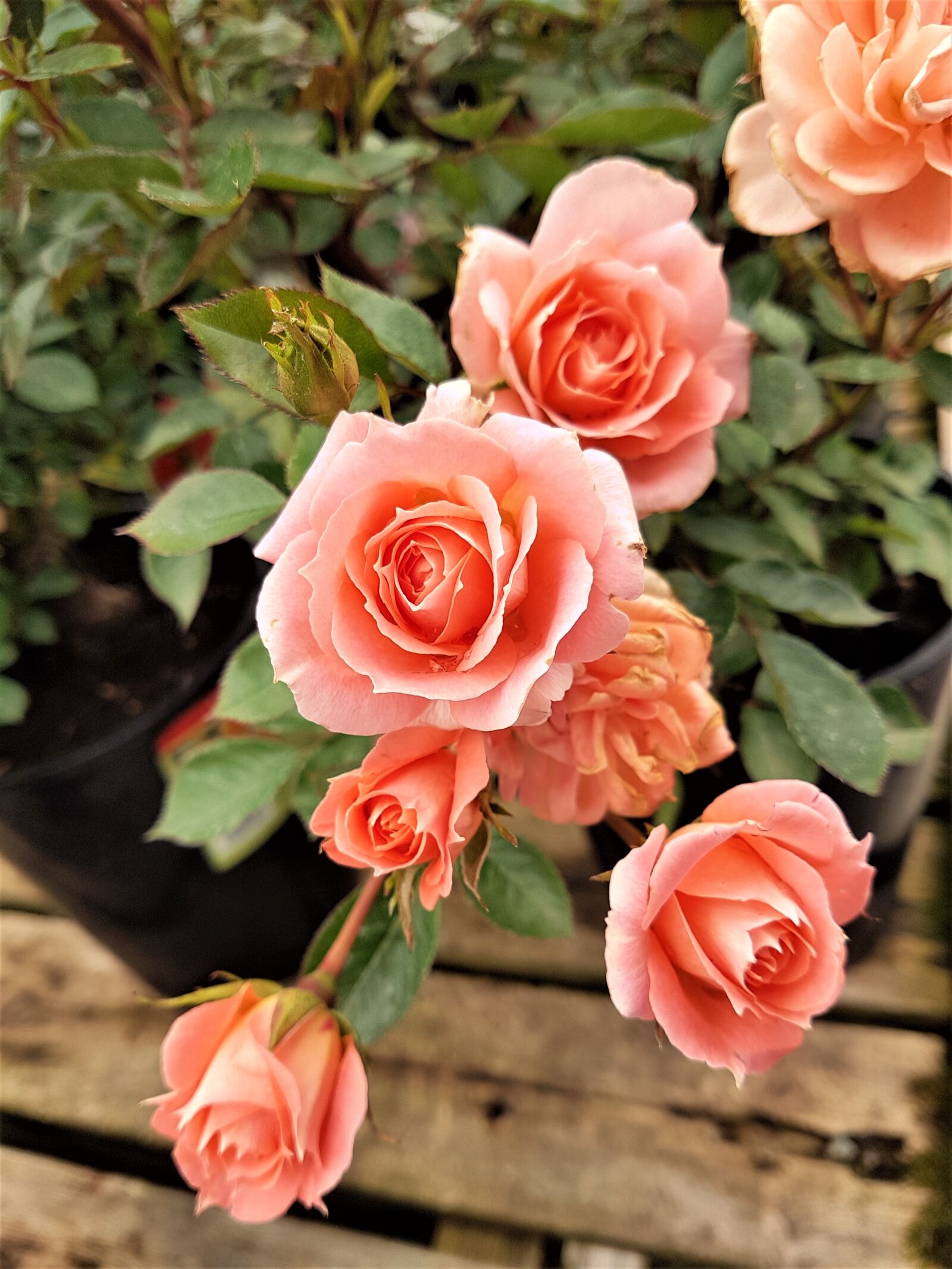 Samsung Galaxy S7 Edge sample photo. Flower, bloom, plant photography