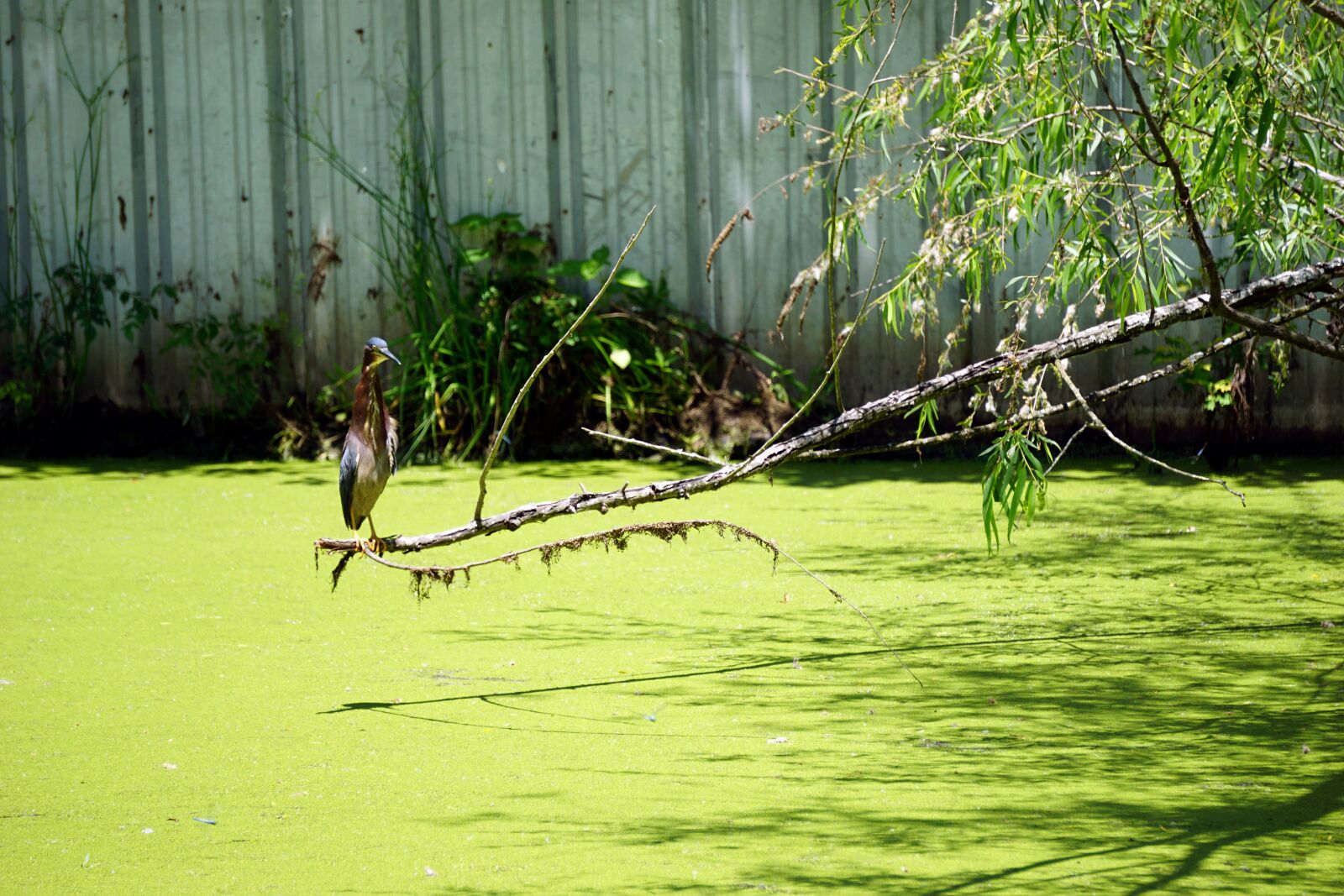 Sony E 55-210mm F4.5-6.3 OSS sample photo. Alligator, reptile, crocodile photography