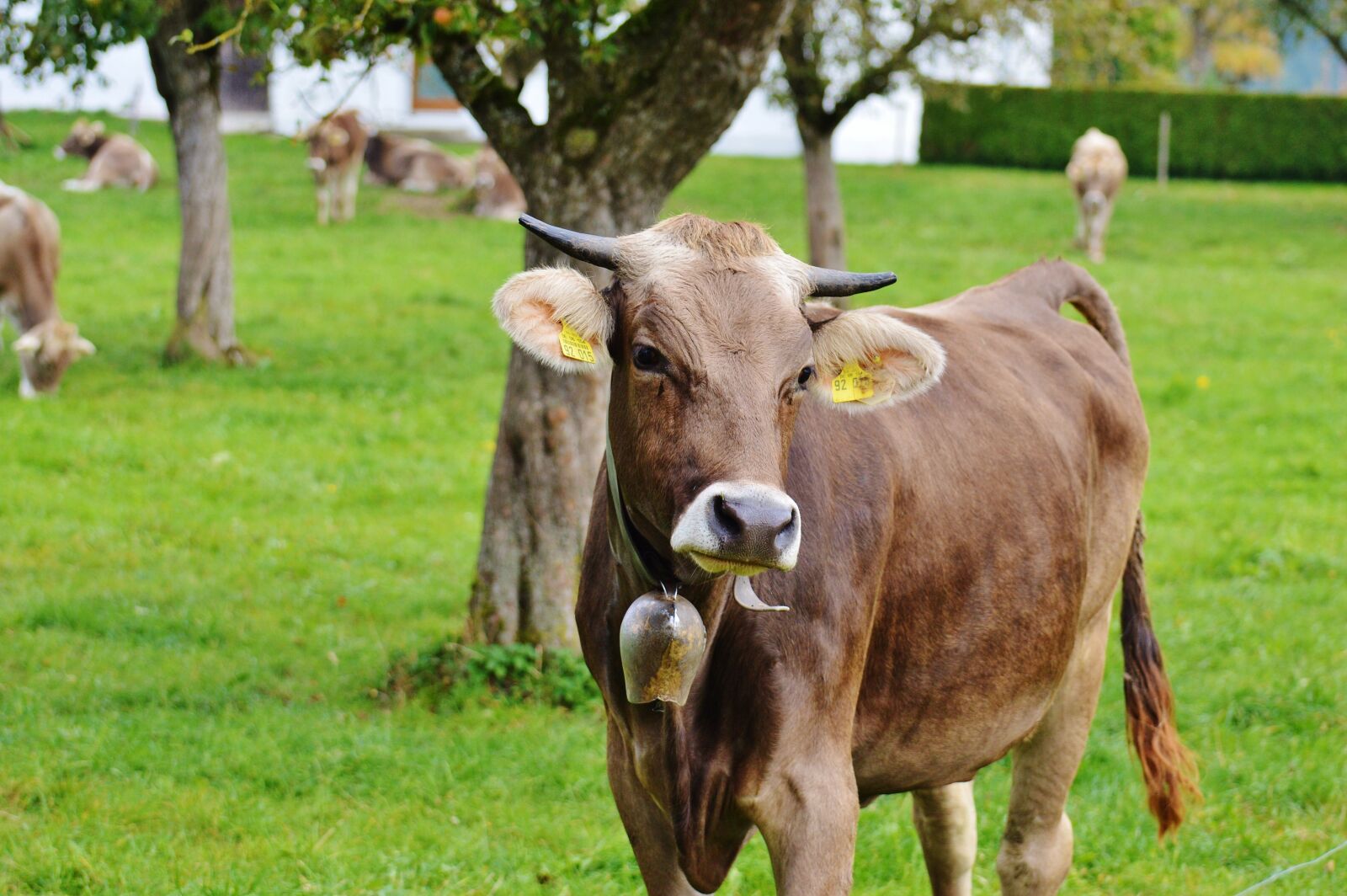 Nikon D3200 sample photo. Cow, allgäu, cows photography