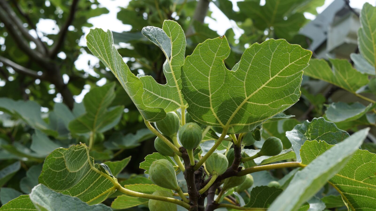 Sony Alpha a3000 + Sony E 18-55mm F3.5-5.6 OSS sample photo. Fig, tree, nature photography