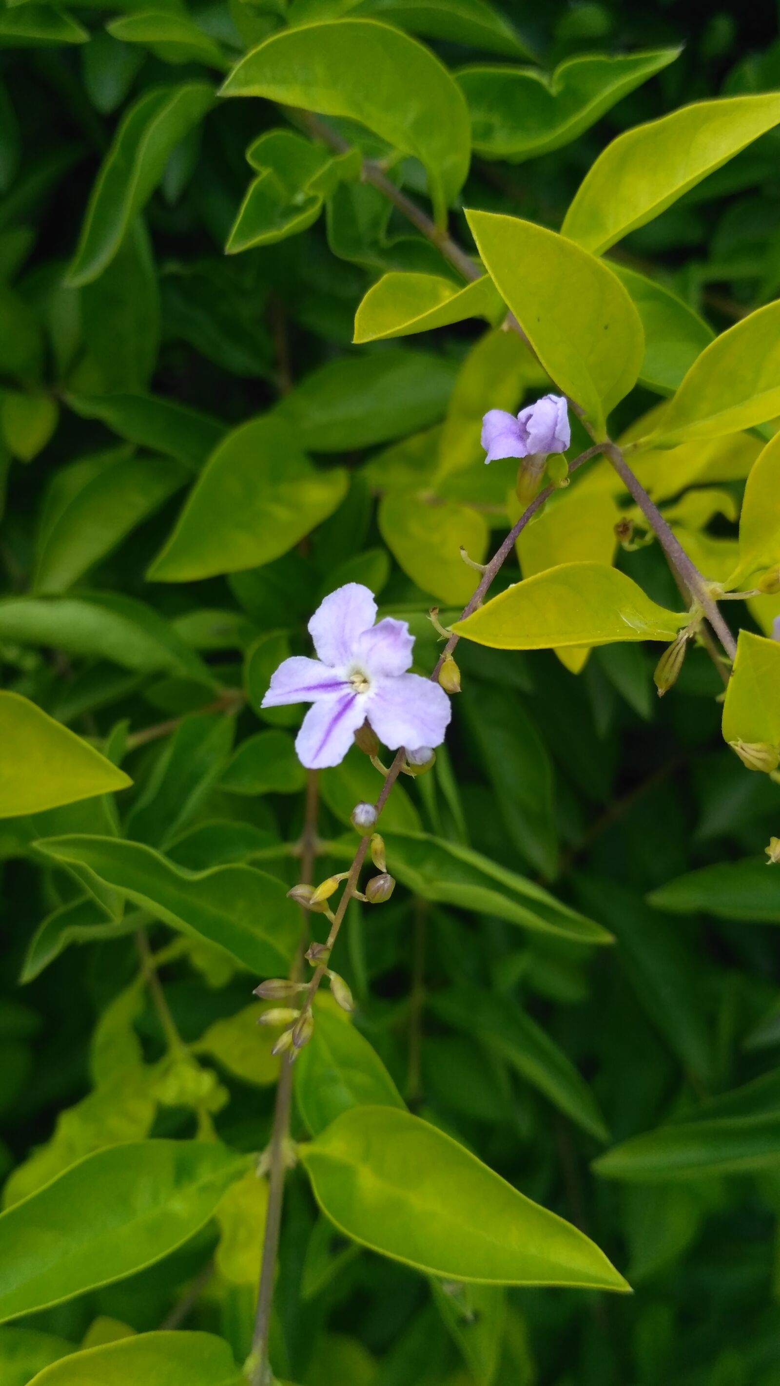 Xiaomi Redmi 3S sample photo. Black, white, blue, flowers photography