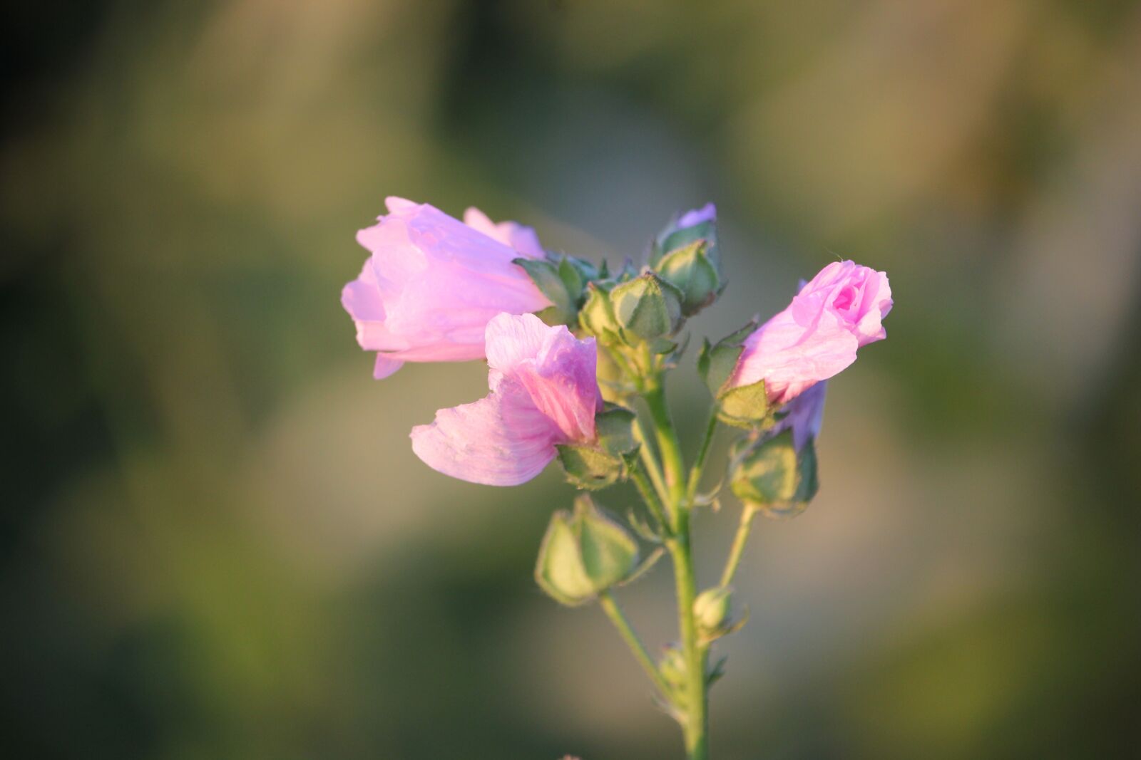 Canon EOS 550D (EOS Rebel T2i / EOS Kiss X4) sample photo. Common mallow, malva sylvestris photography