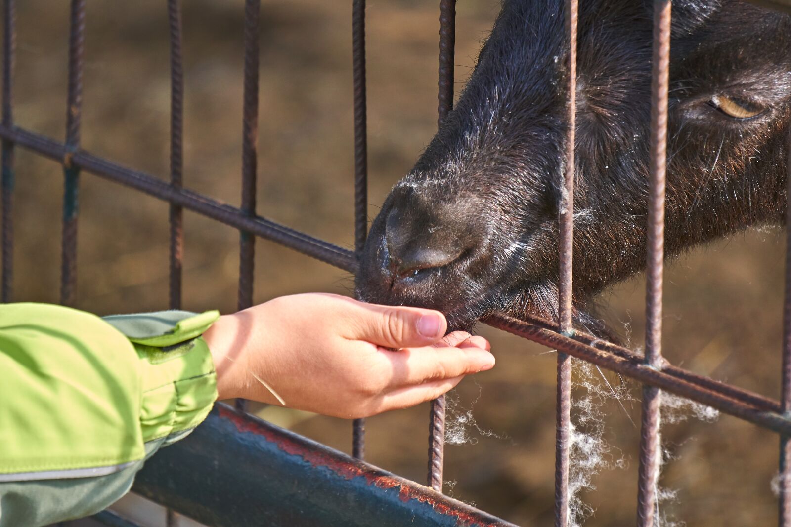 Sony E 55-210mm F4.5-6.3 OSS sample photo. Goat, feeding, feed photography