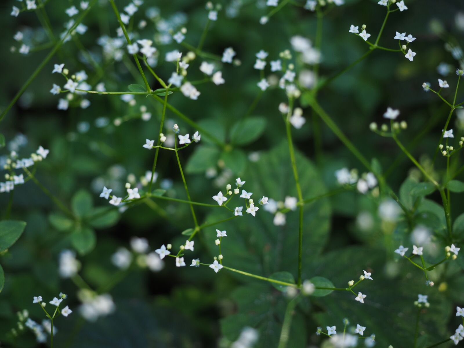 Olympus OM-D E-M1 + Olympus M.Zuiko Digital ED 12-40mm F2.8 Pro sample photo. Round-leaf bedstraw, flowers, white photography