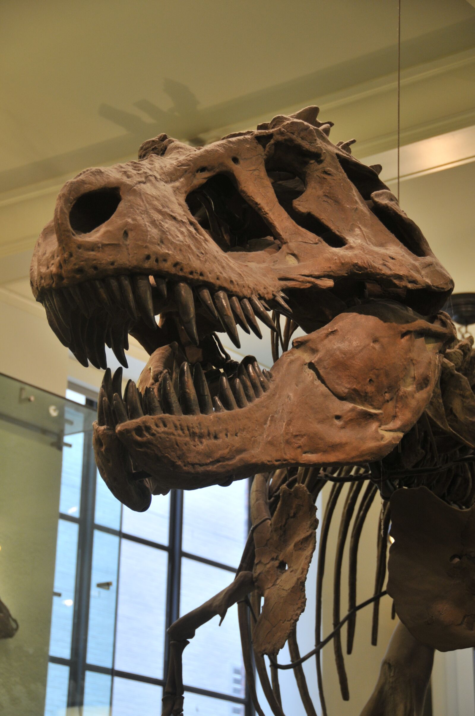 Nikon D300 sample photo. Tyrannosaurus, new york, museum photography