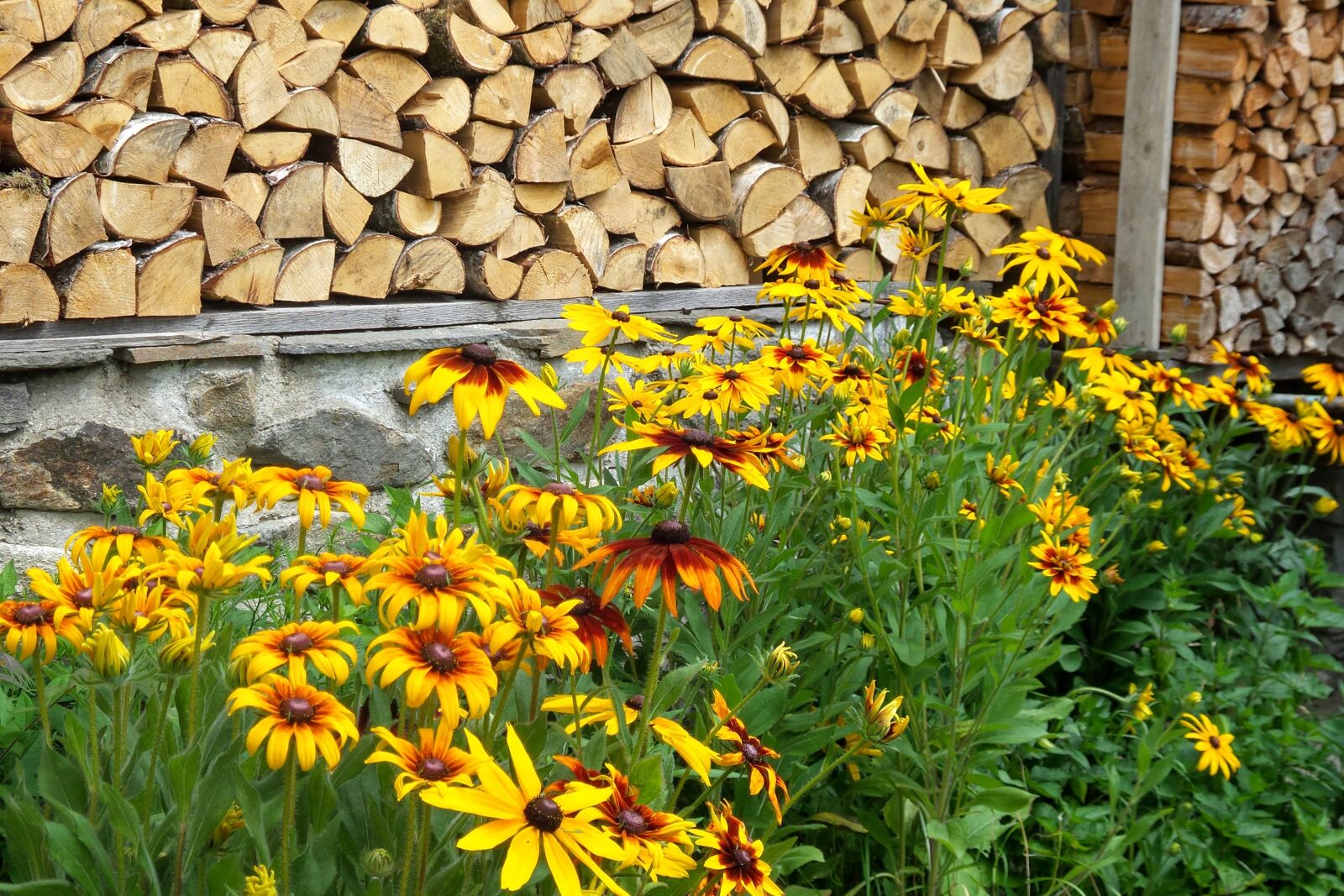 Samsung Galaxy S4 Zoom sample photo. Coneflower, flower, flowers photography