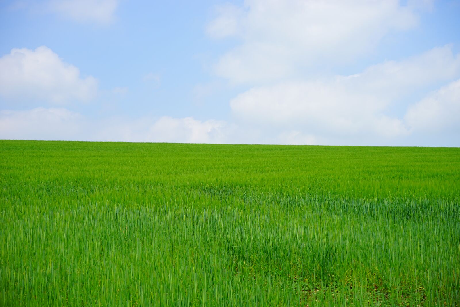 Sony a7 sample photo. Wheat field, cornfield, wheat photography