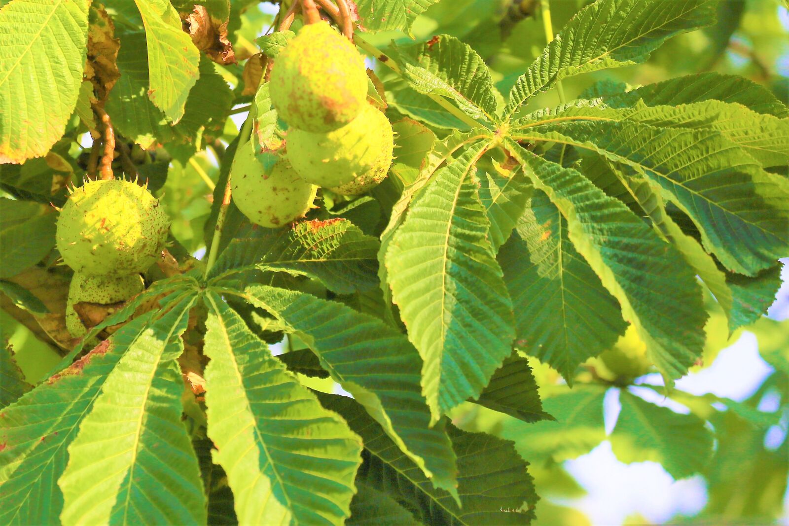 Canon EF 70-300mm F4-5.6L IS USM sample photo. Chestnut, nature, tree photography