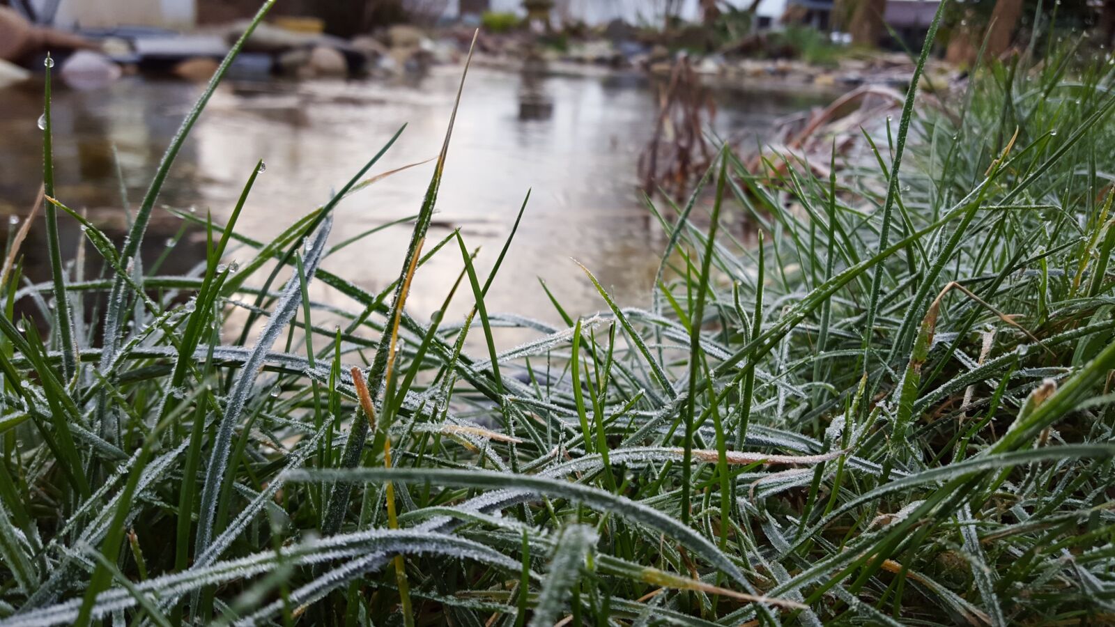 Samsung Galaxy S6 sample photo. Grass, frozen, cold photography