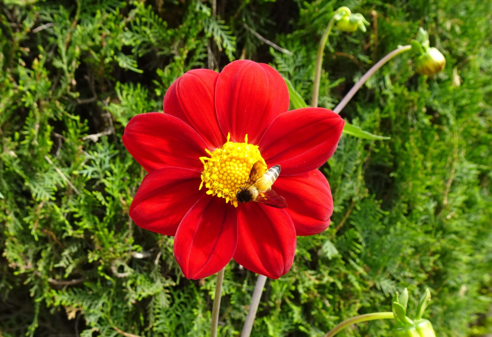 Sony DSC-WX800 sample photo. Flower, dahlia, bee photography