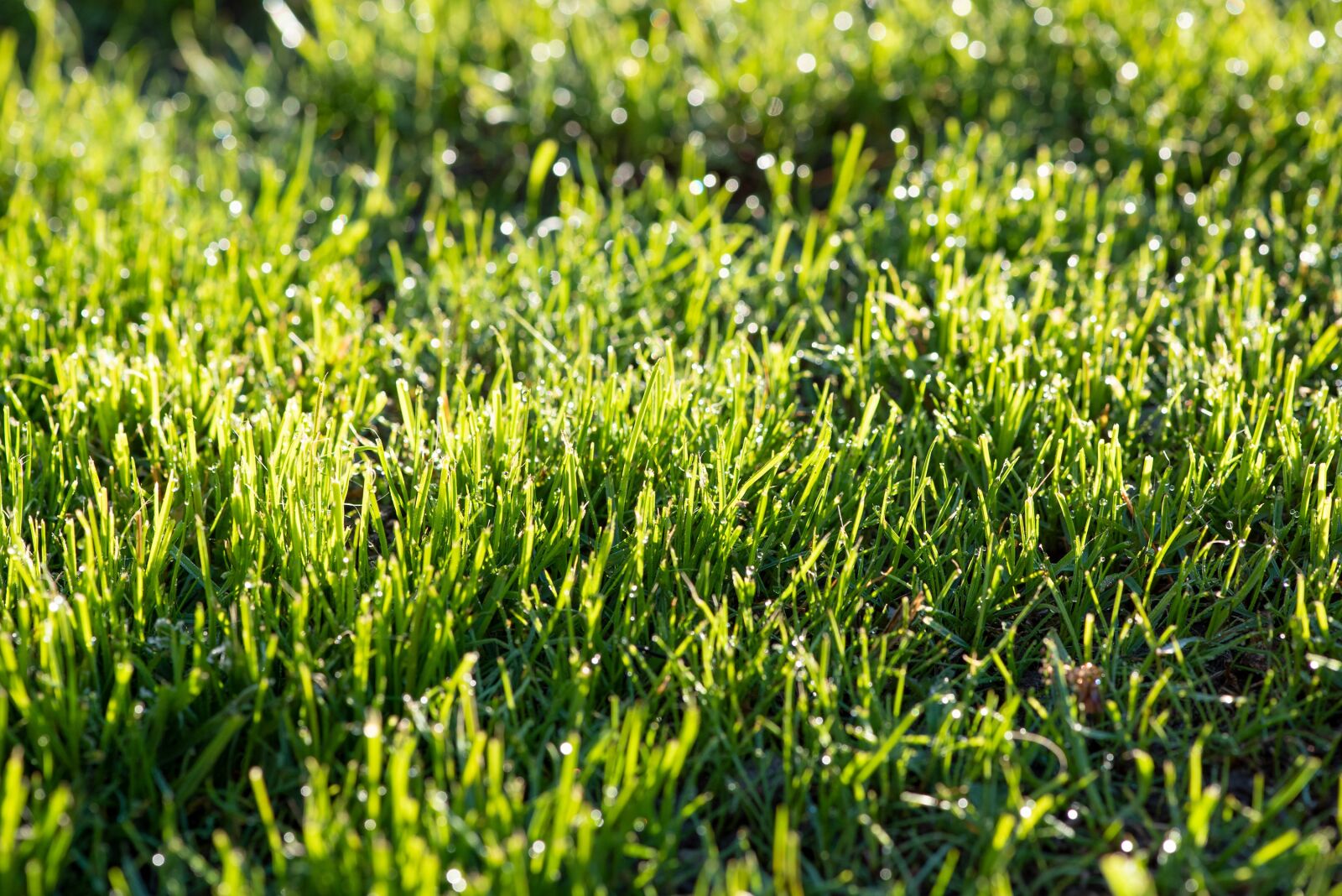 Nikon D750 sample photo. Grass, meadow, green photography