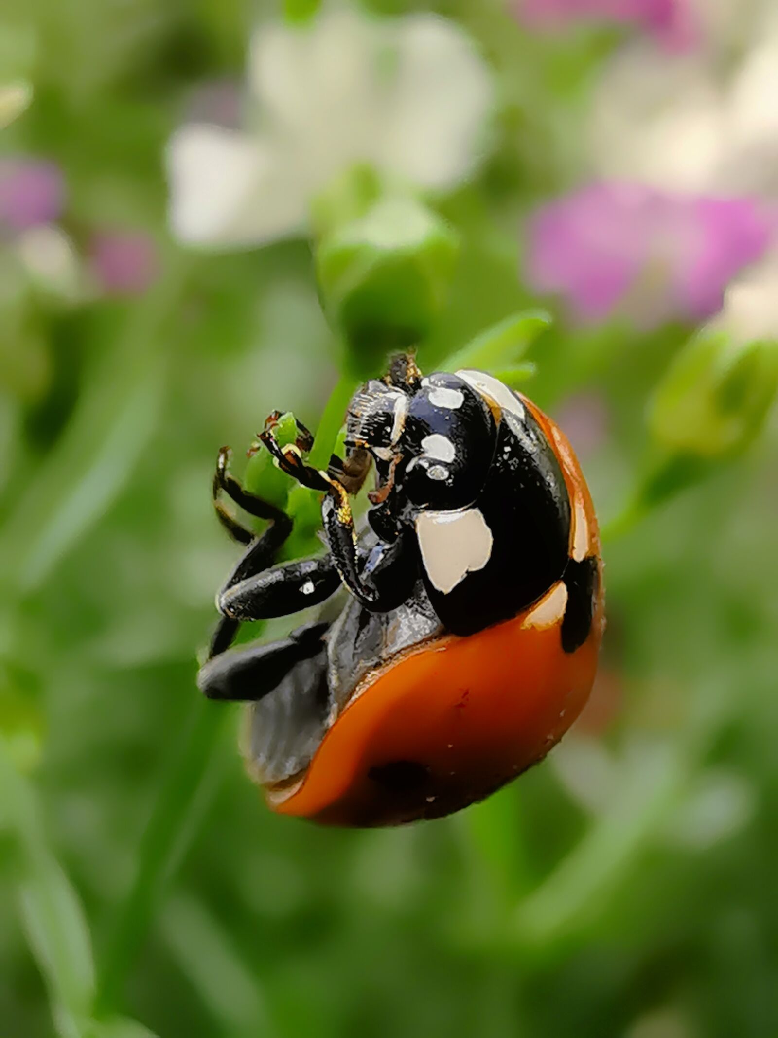 HUAWEI Mate 20 Pro sample photo. Ladybug, insect, nature photography