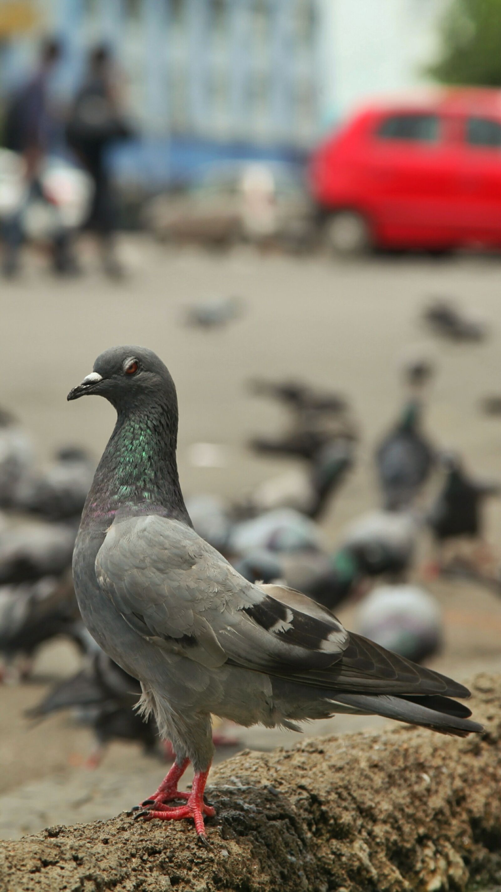 Canon EOS 5D Mark II sample photo. Bird, india, tamil photography