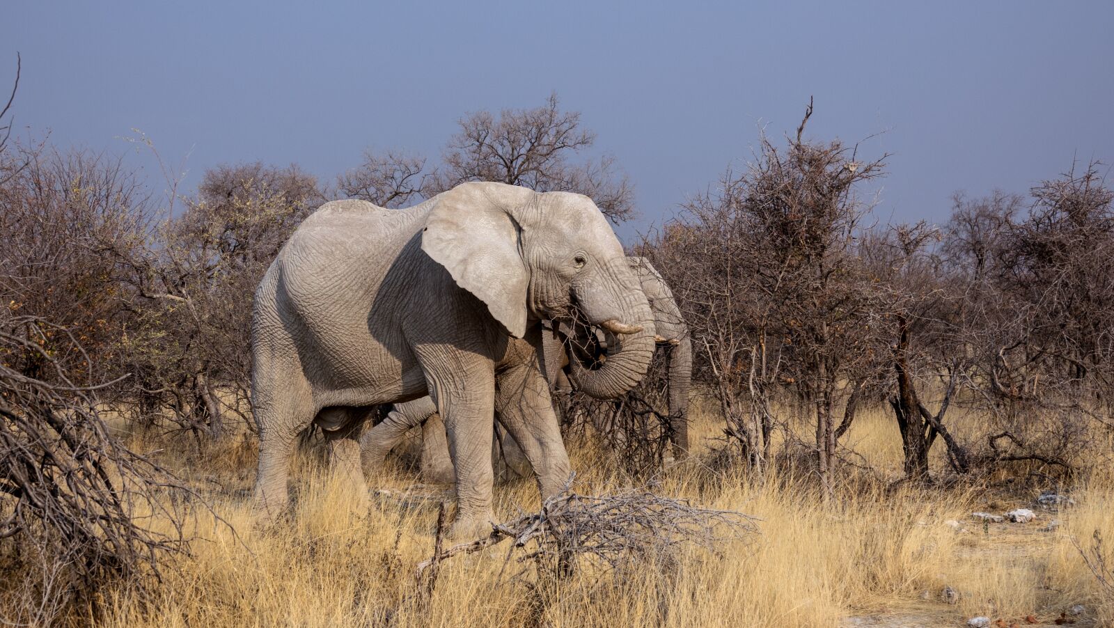 Sony Cyber-shot DSC-RX10 III sample photo. Elephant, botswana, safari photography