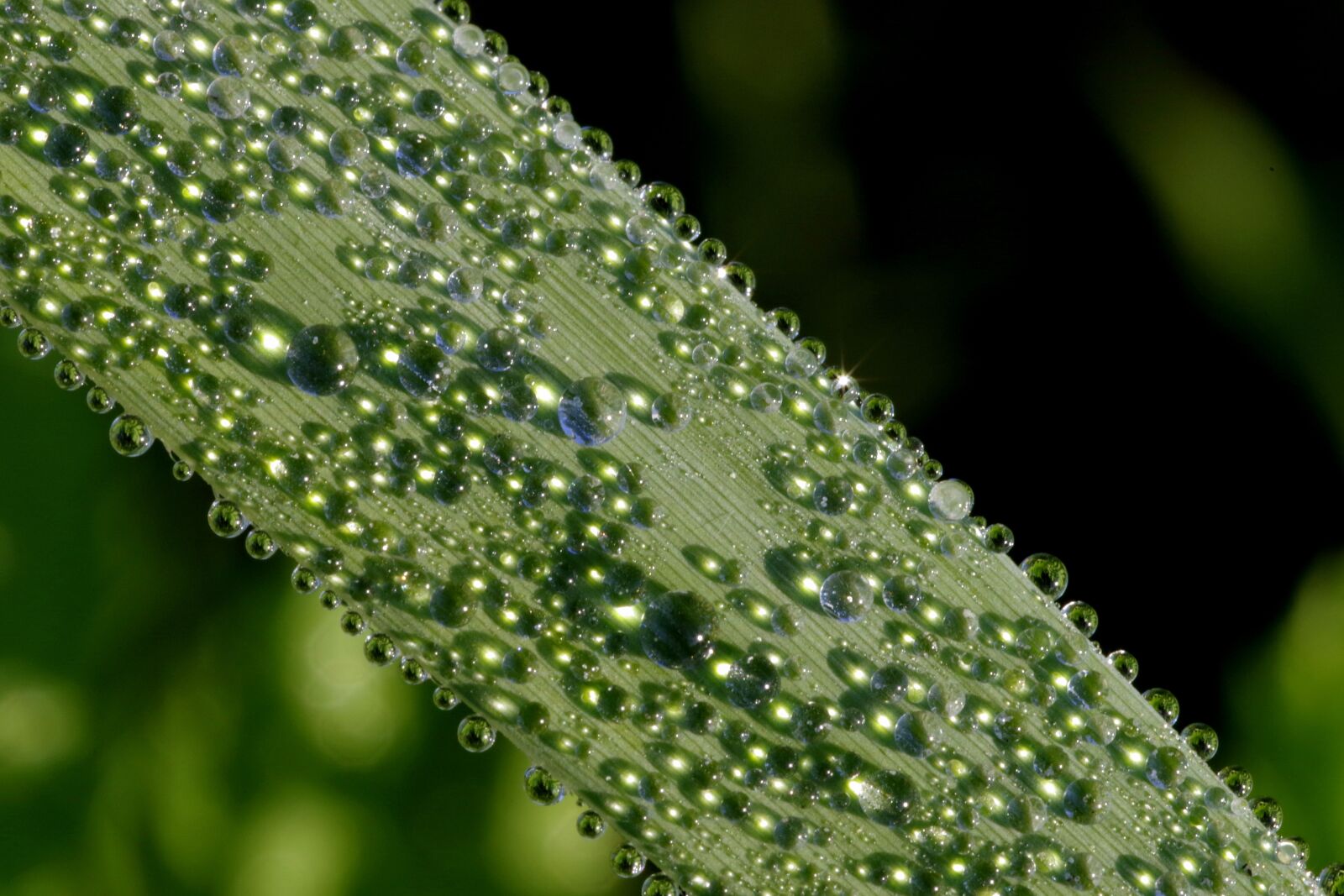 Pentax K-S2 sample photo. Rosa, drops, water photography