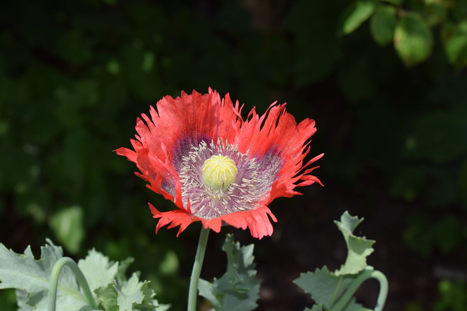 Nikon D3300 sample photo. Poppy, garden, red flower photography
