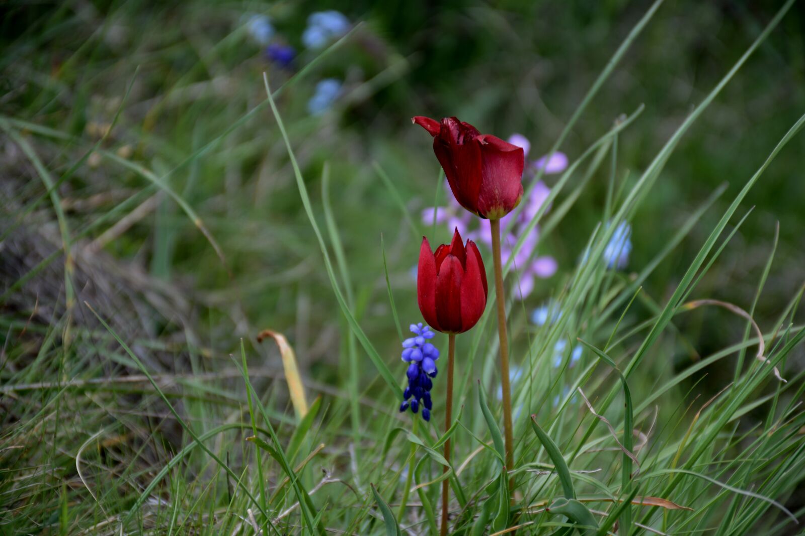 Nikon D7100 sample photo. Turkey, g m hane photography