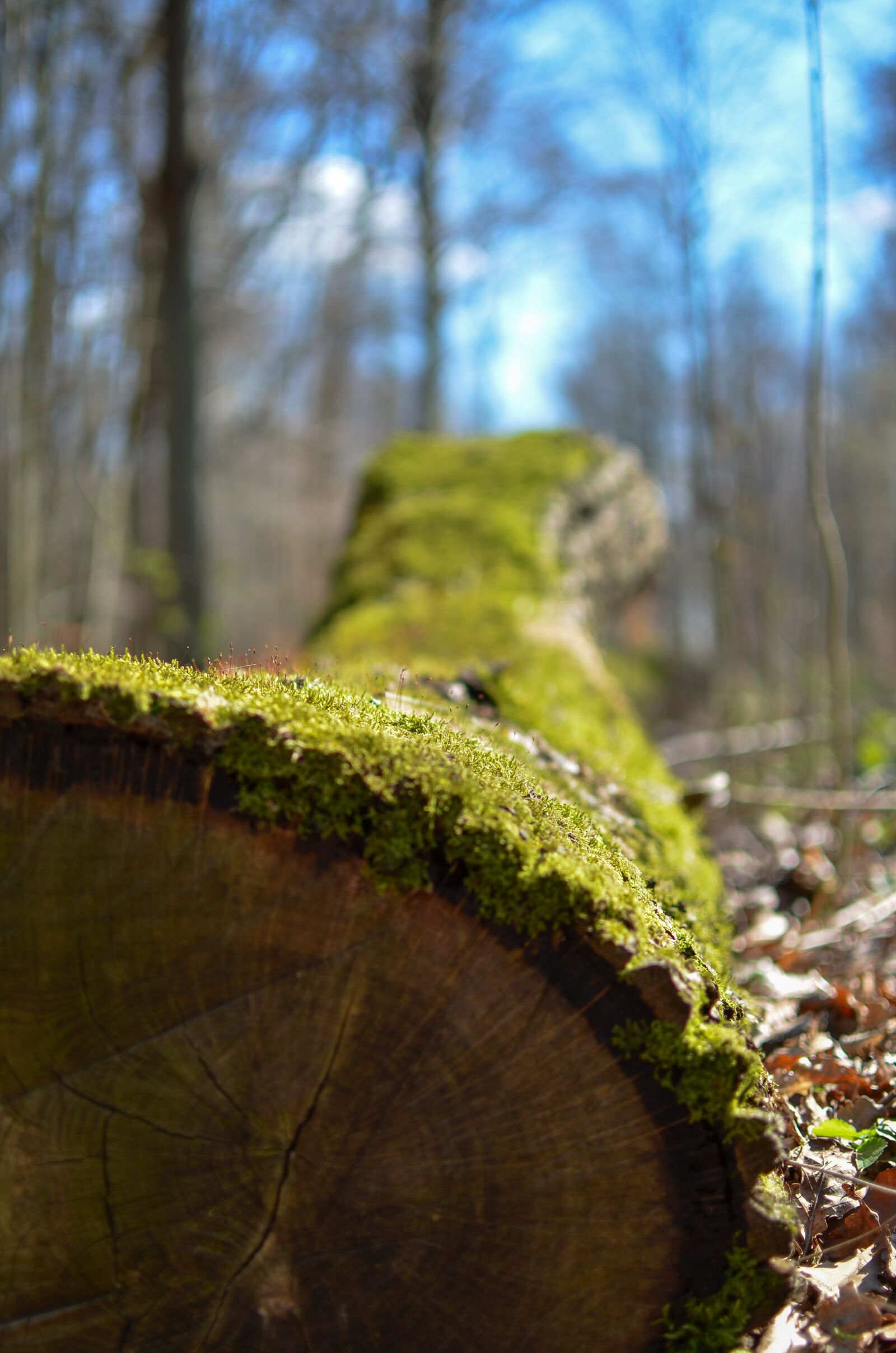 Nikon D7000 sample photo. Tree, forest, moss photography