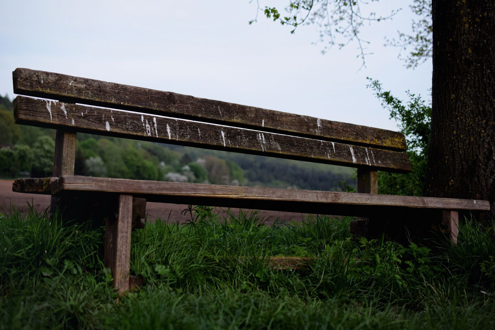 Nikon D5300 sample photo. Wooden bench, nature, bench photography