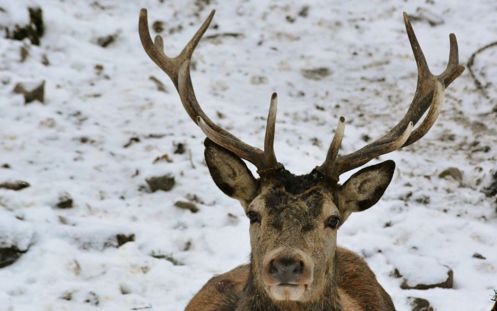 Nikon D5200 sample photo. Animal world, hirsch, antler photography
