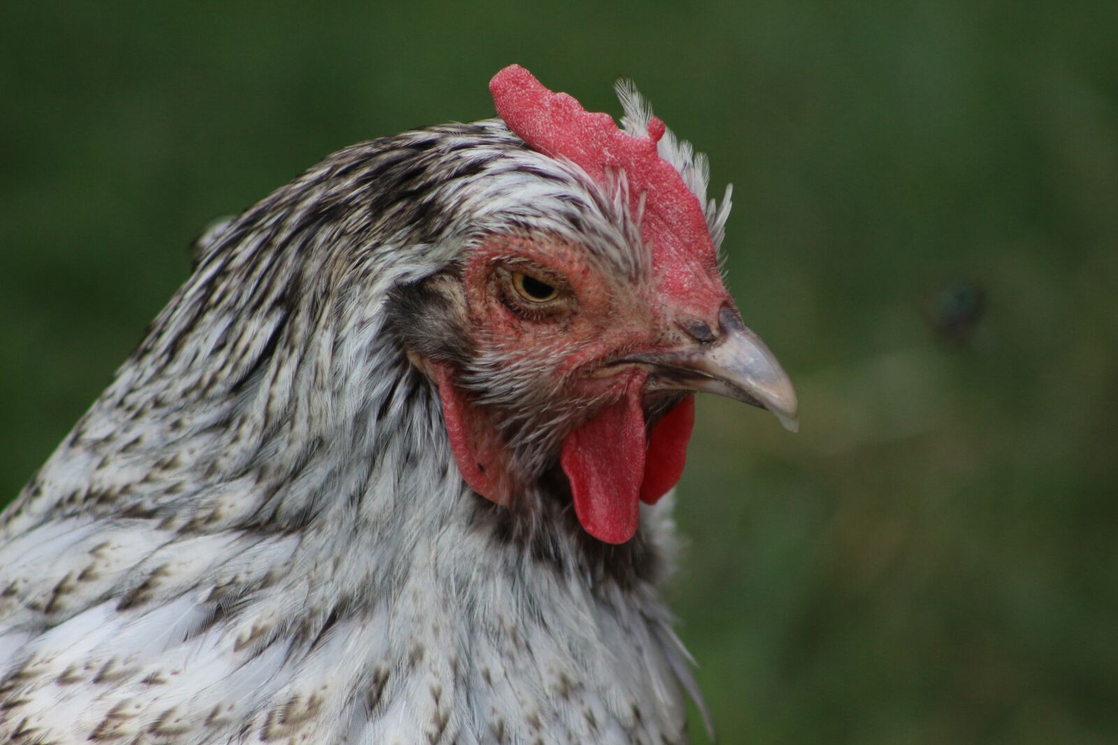 Canon EOS 700D (EOS Rebel T5i / EOS Kiss X7i) sample photo. Chicken, hen, poultry photography