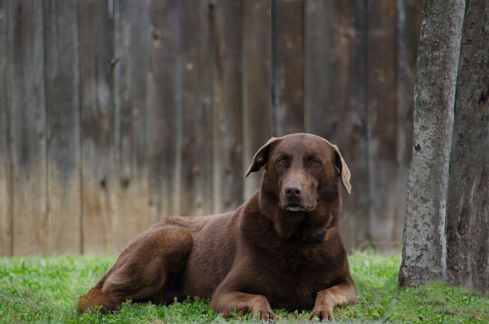 Nikon D5100 sample photo. Animal, dog, brown photography