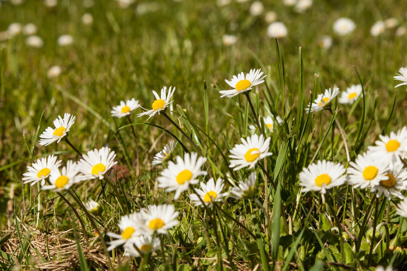 Canon EOS 5D Mark II sample photo. Daisy, meadow, grass photography