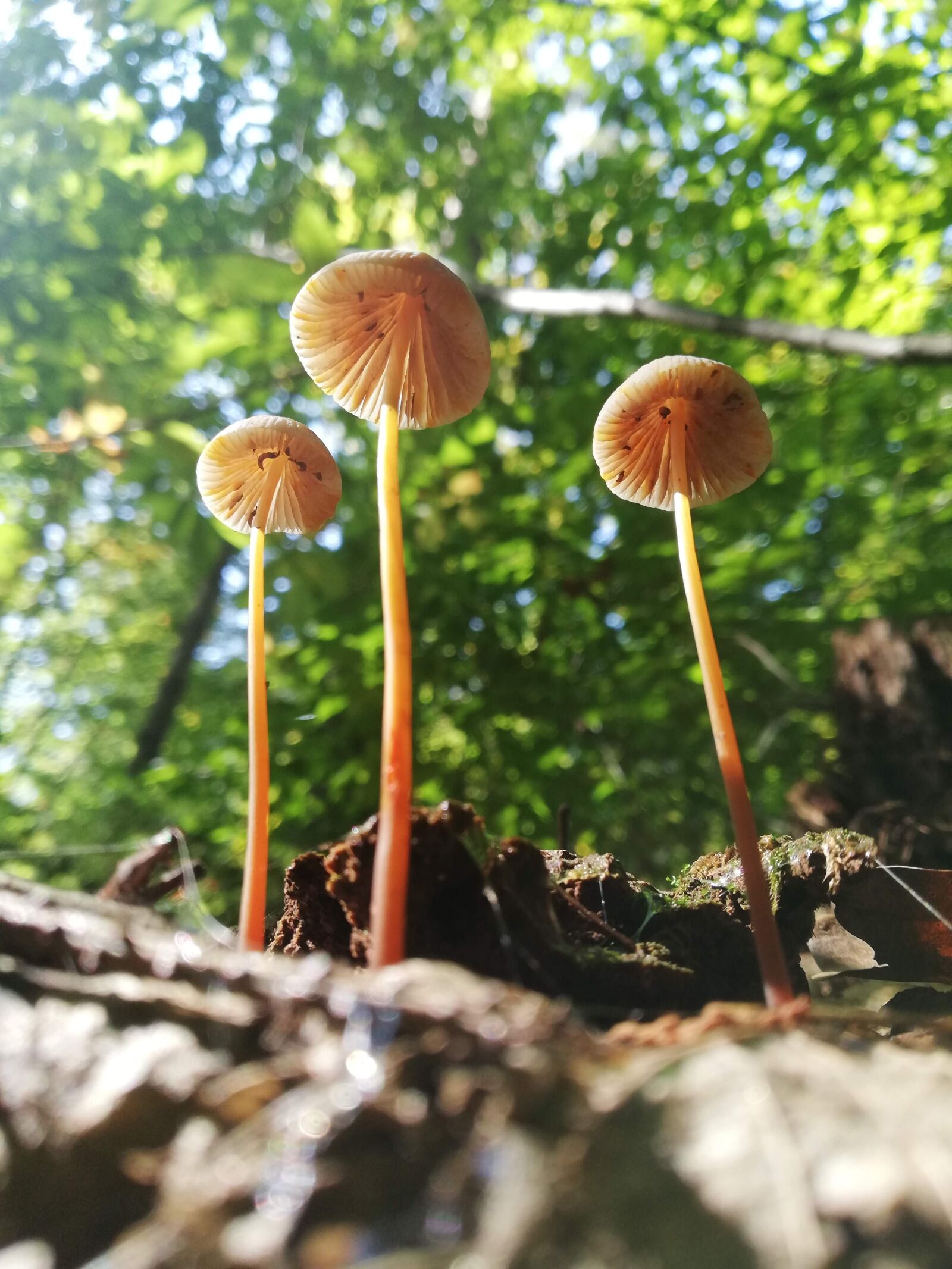 HUAWEI Mate 10 Lite sample photo. Mushrooms, autumn, food photography