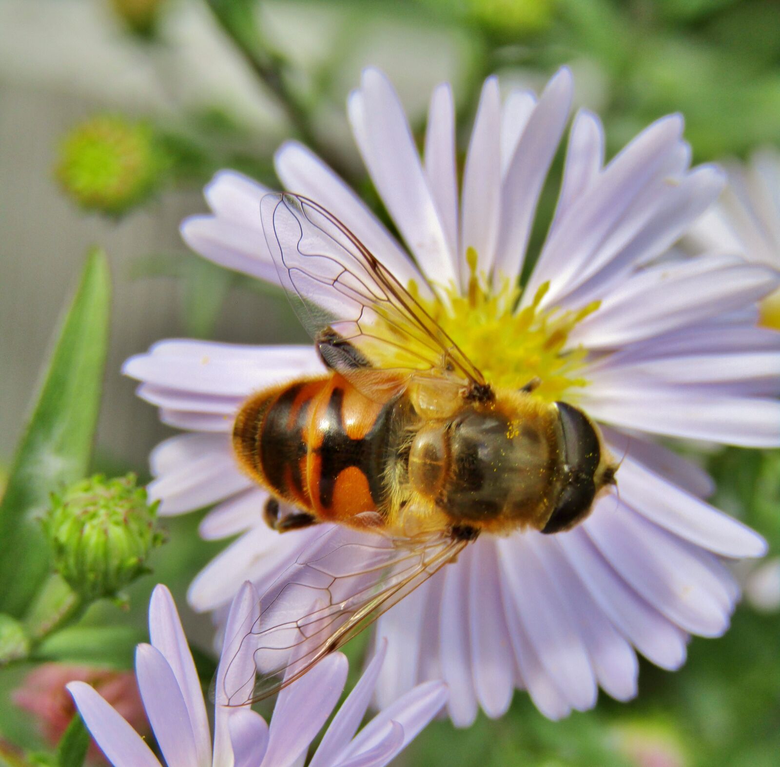 Canon POWERSHOT SX432 IS sample photo. Insect, hoverfly, two band-rejected photography