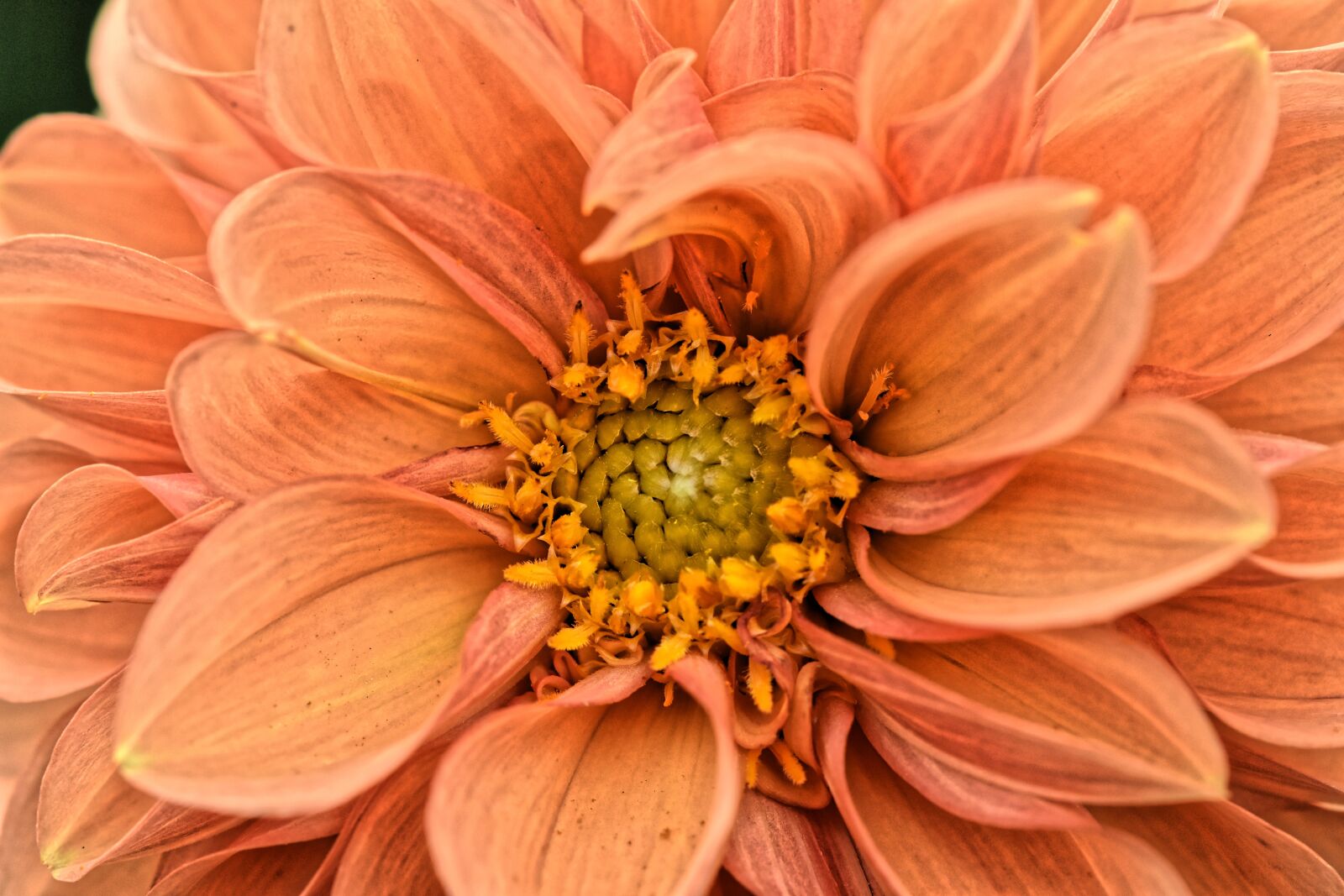 Nikon D7200 sample photo. Dahlias, autumn, asteraceae photography
