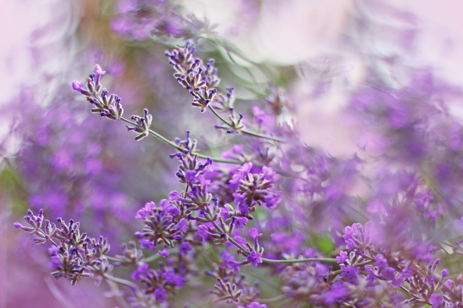 Canon EOS 60D + Canon EF 50mm F1.4 USM sample photo. Lavender, purple, plant photography