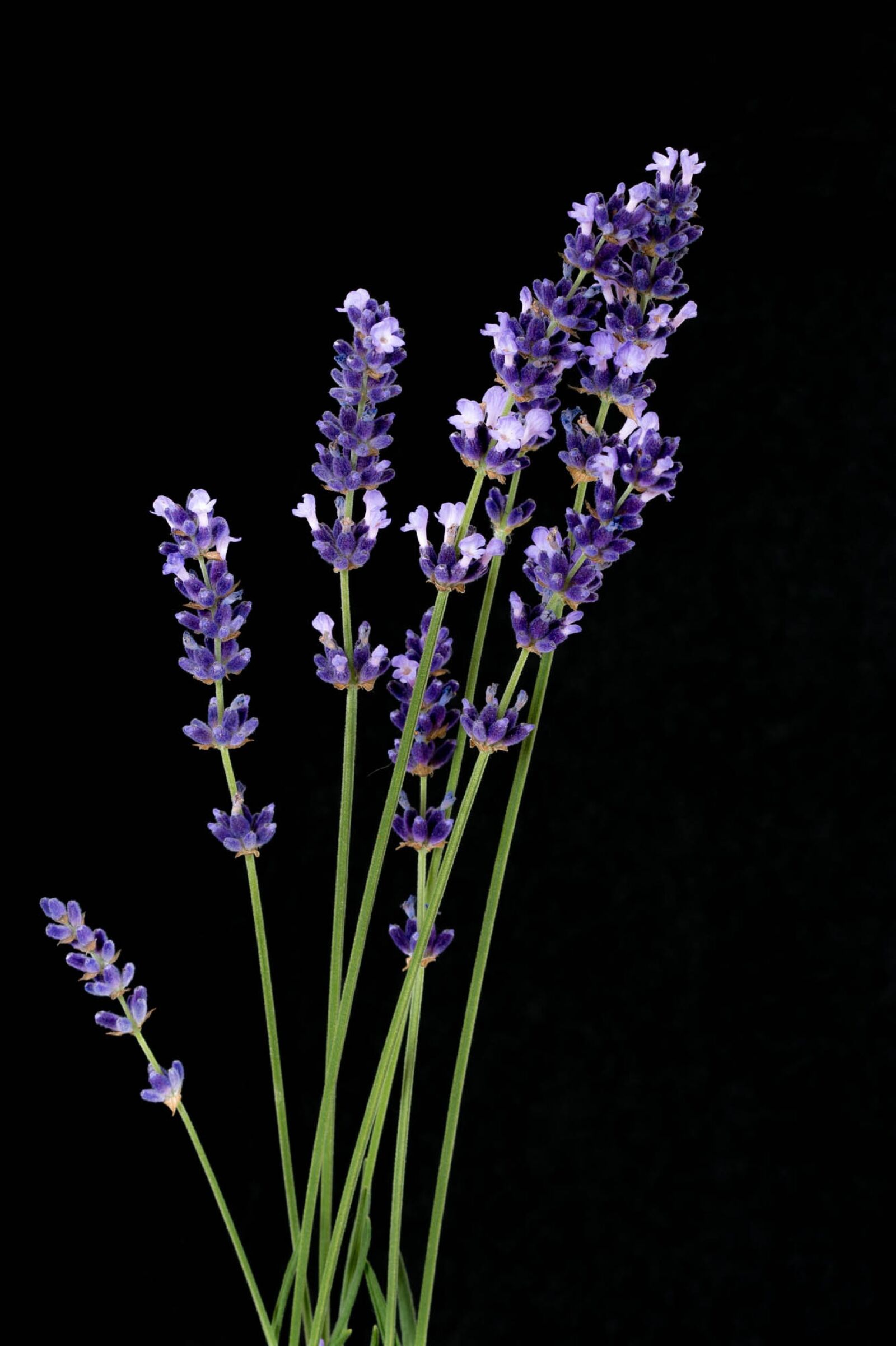 Nikon D7200 sample photo. Lavender, black background, nature photography