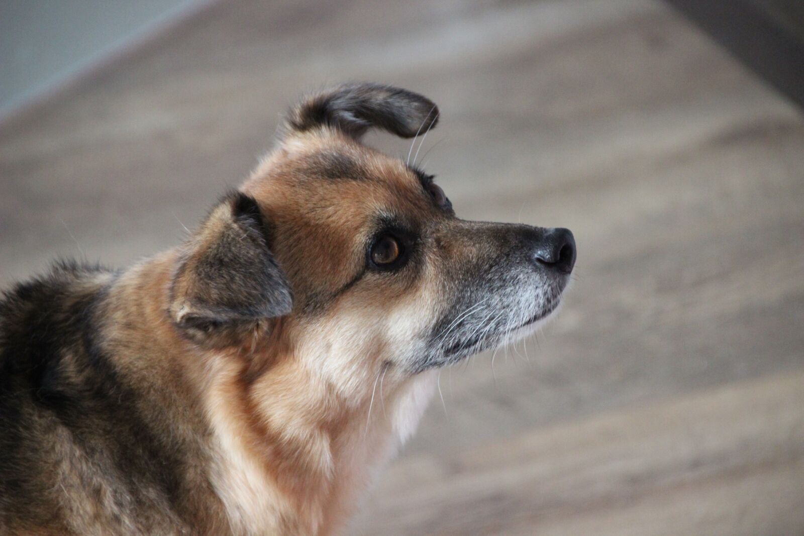 Canon EOS 600D (Rebel EOS T3i / EOS Kiss X5) sample photo. Dog, pet, hybrid photography