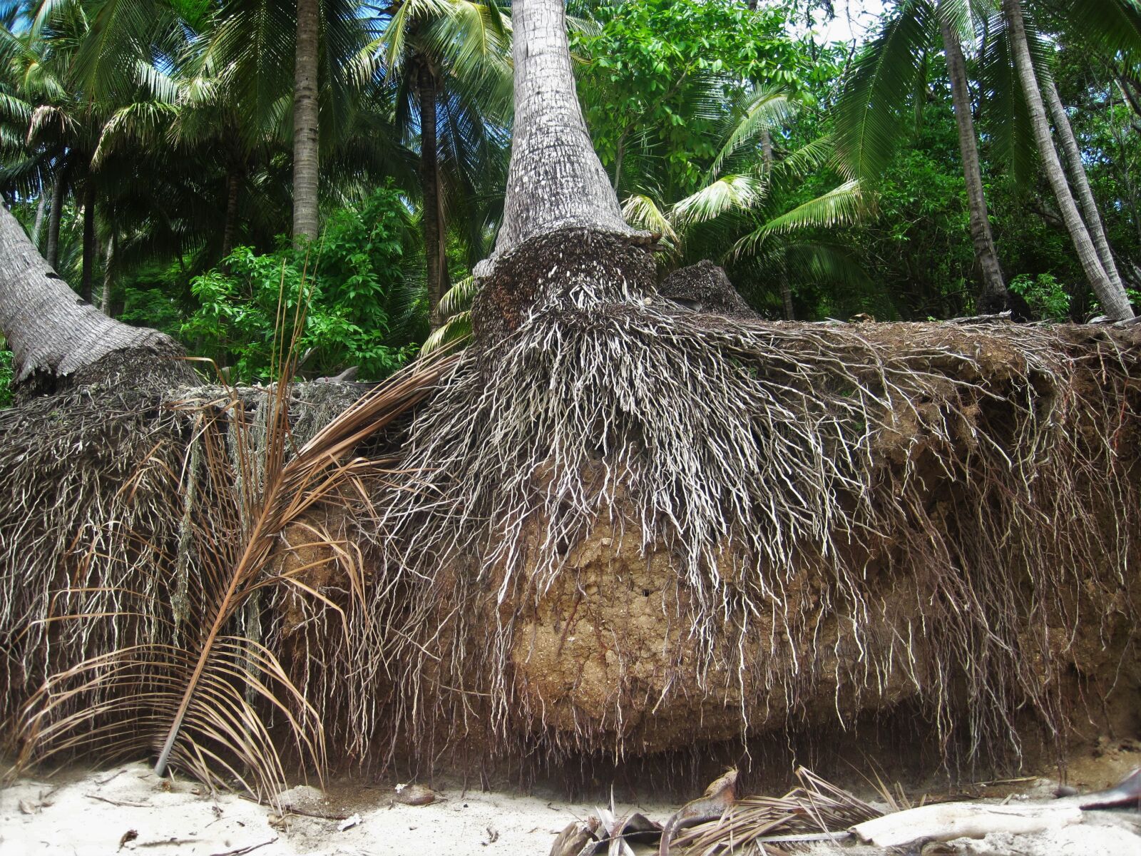 Canon PowerShot SD1200 IS (Digital IXUS 95 IS / IXY Digital 110 IS) sample photo. Root, coconut trees, exotic photography