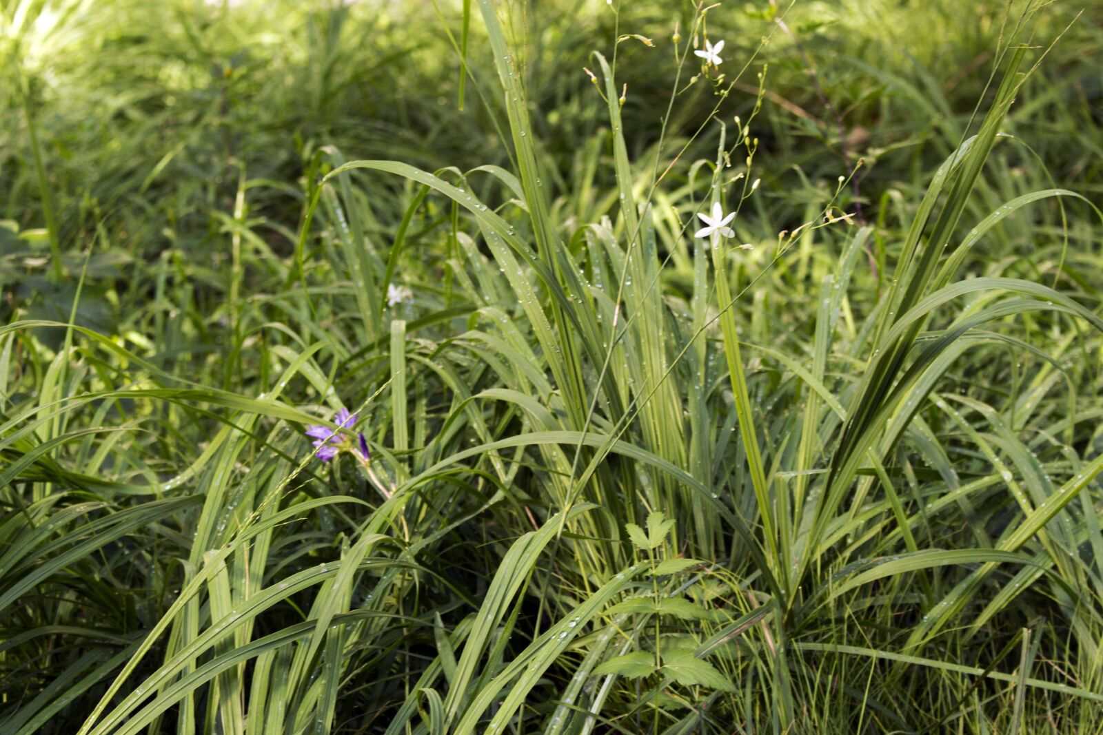 Canon EOS 700D (EOS Rebel T5i / EOS Kiss X7i) sample photo. Steamy, plant, green photography