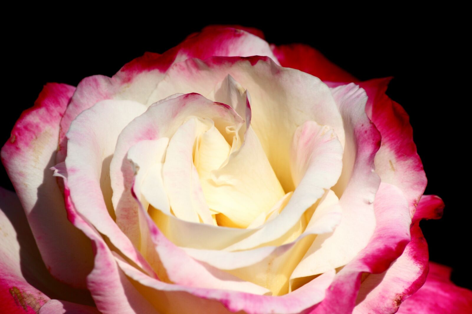 Canon EOS 600D (Rebel EOS T3i / EOS Kiss X5) sample photo. Isparta rose, red and photography