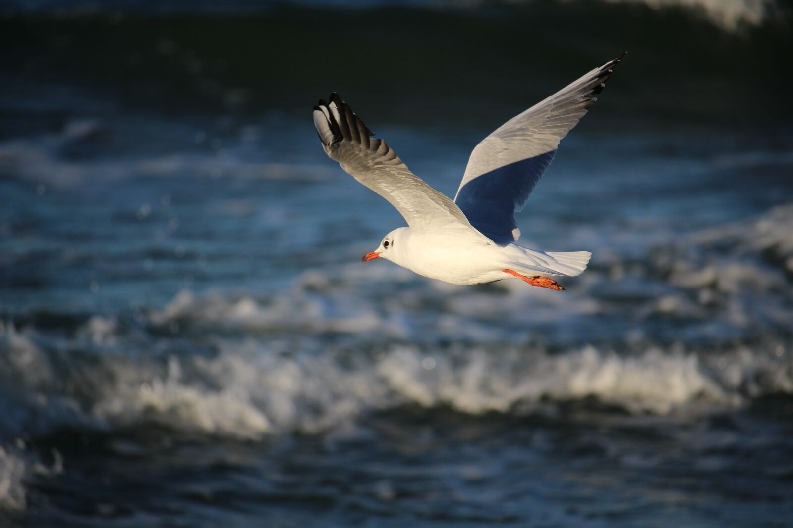 Canon EOS 100D (EOS Rebel SL1 / EOS Kiss X7) sample photo. Seagull, sea, gdańsk photography
