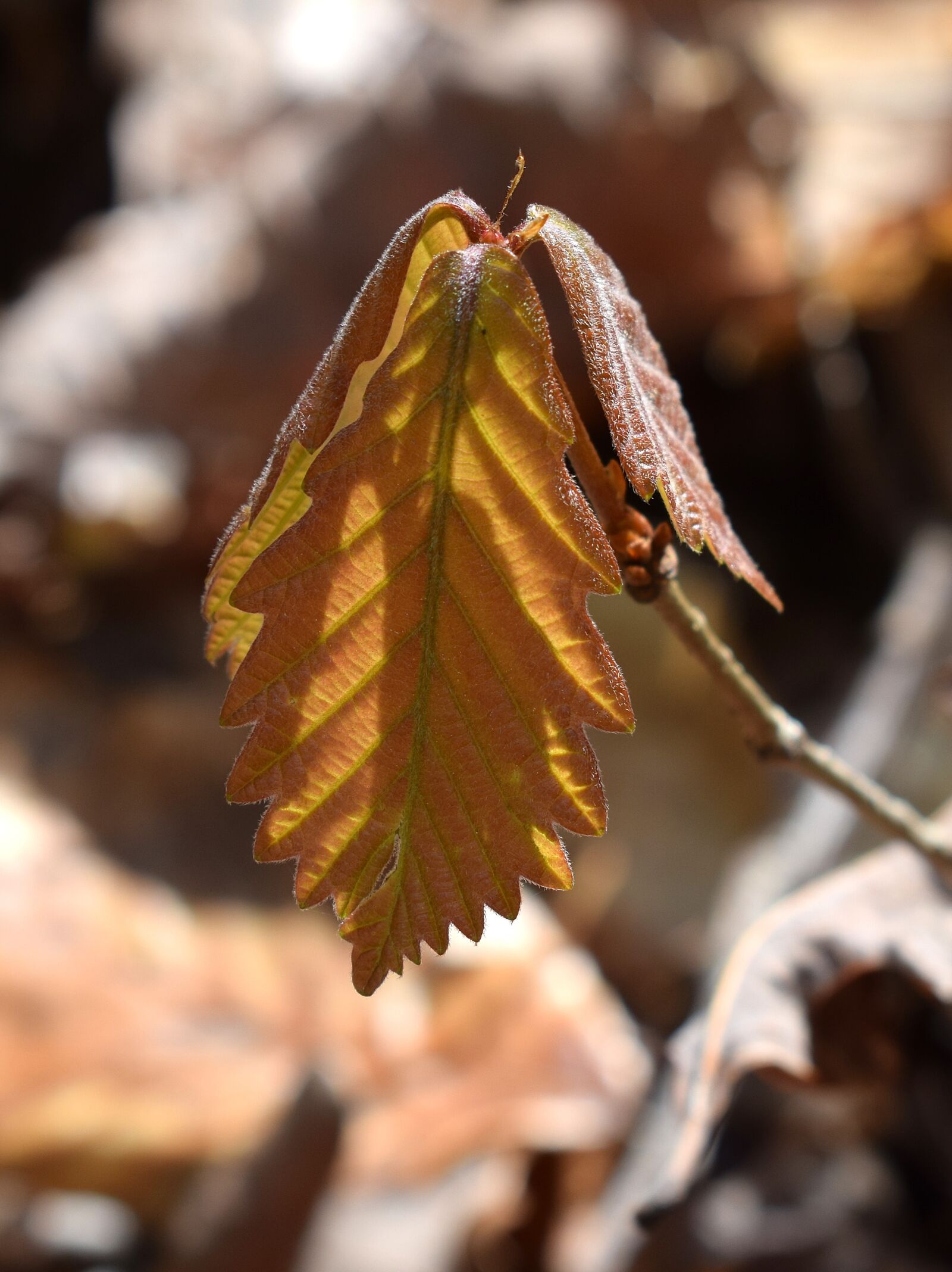 Nikon D3300 sample photo. Oak seedling, new leaves photography