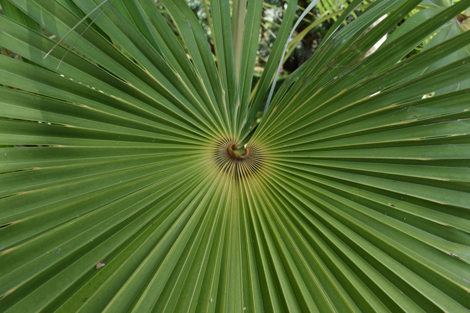 Nikon D3400 sample photo. Palm, tropical, leaf photography