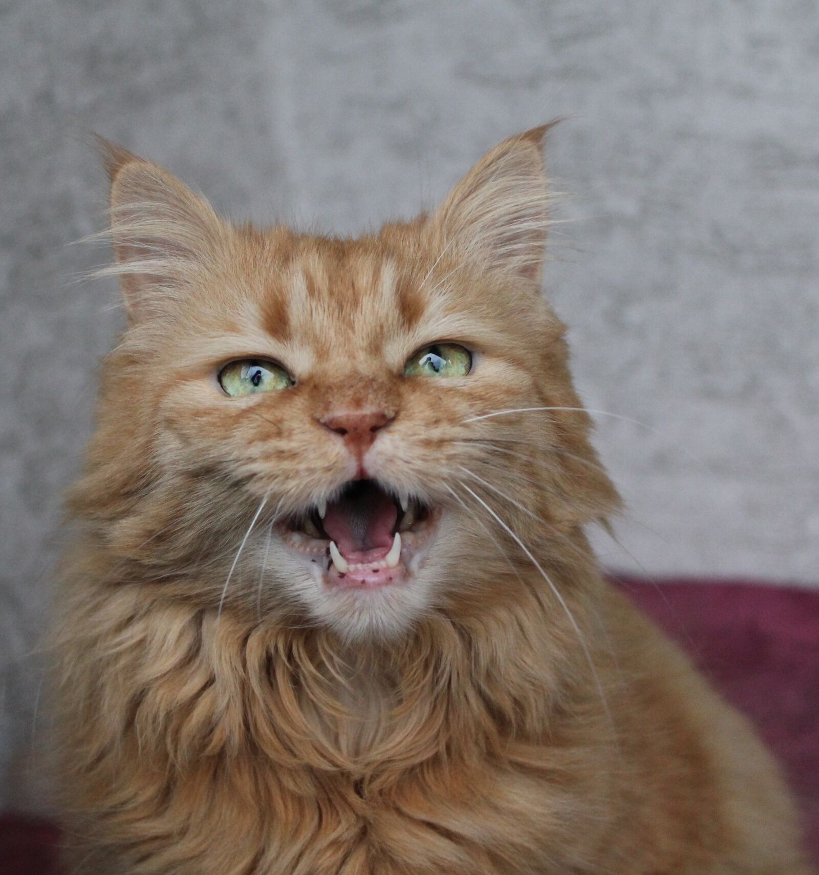 Canon EOS 550D (EOS Rebel T2i / EOS Kiss X4) sample photo. Cat, meow, cute photography