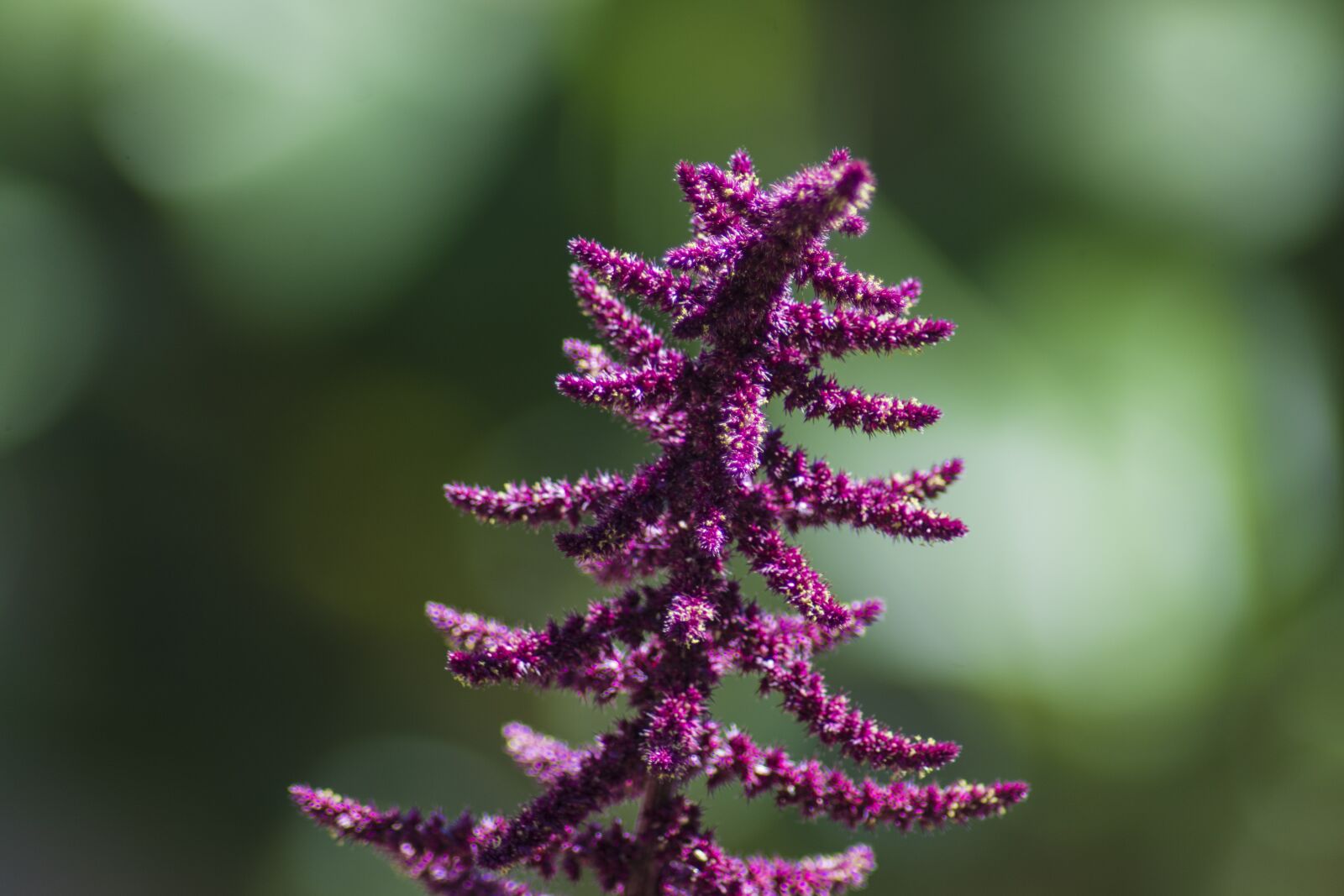 Nikon D7100 sample photo. Purple, bokeh, depth of photography