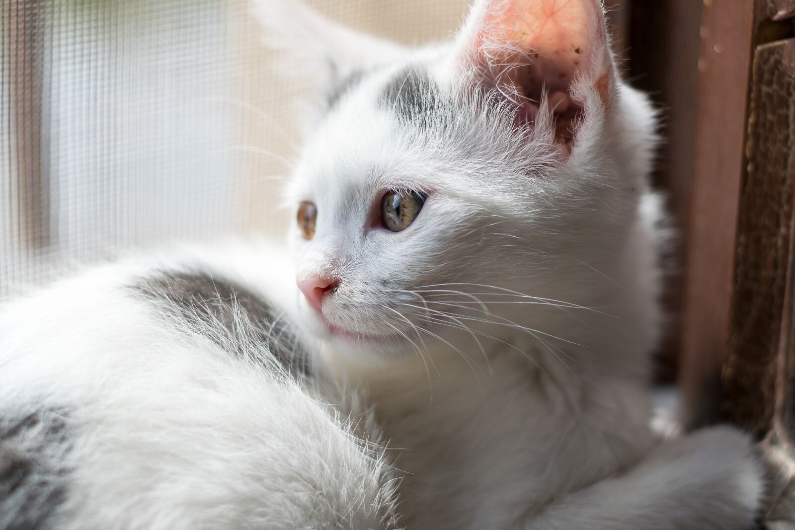 Nikon D5300 sample photo. Cat, kitten, animal photography