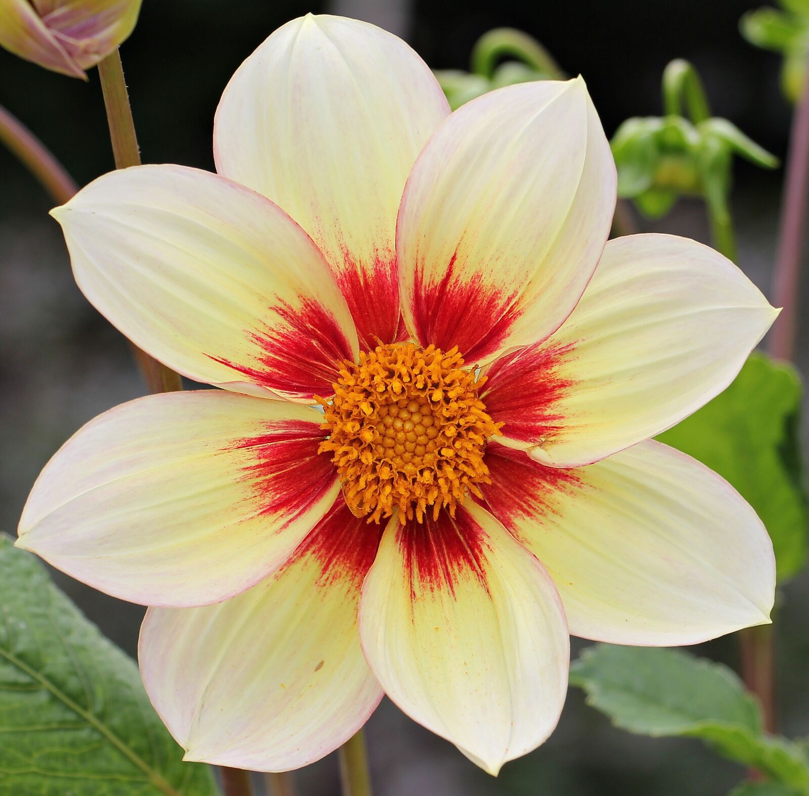 Canon EOS 550D (EOS Rebel T2i / EOS Kiss X4) sample photo. Dahlia, flower, blossom photography