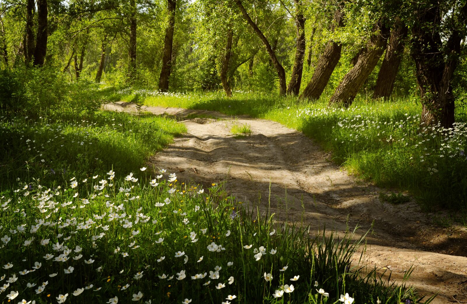 Nikon D5000 sample photo. Forest, flowers, summer photography